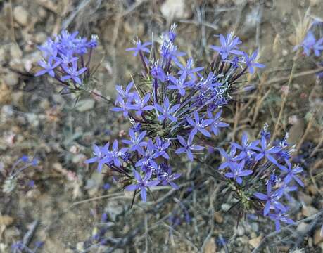 Imagem de Eriastrum pluriflorum (A. A. Heller) Mason