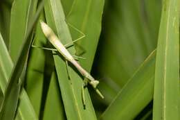 Image of Stagmomantis floridensis Davis 1919