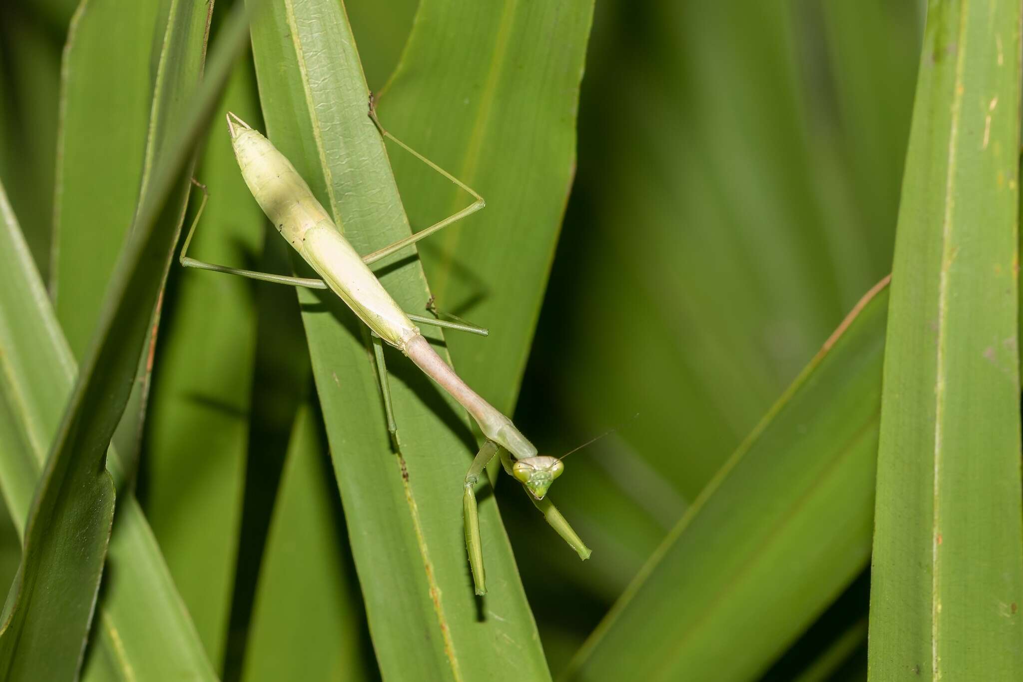 Image of Stagmomantis floridensis Davis 1919