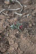 Astragalus loanus Barneby的圖片