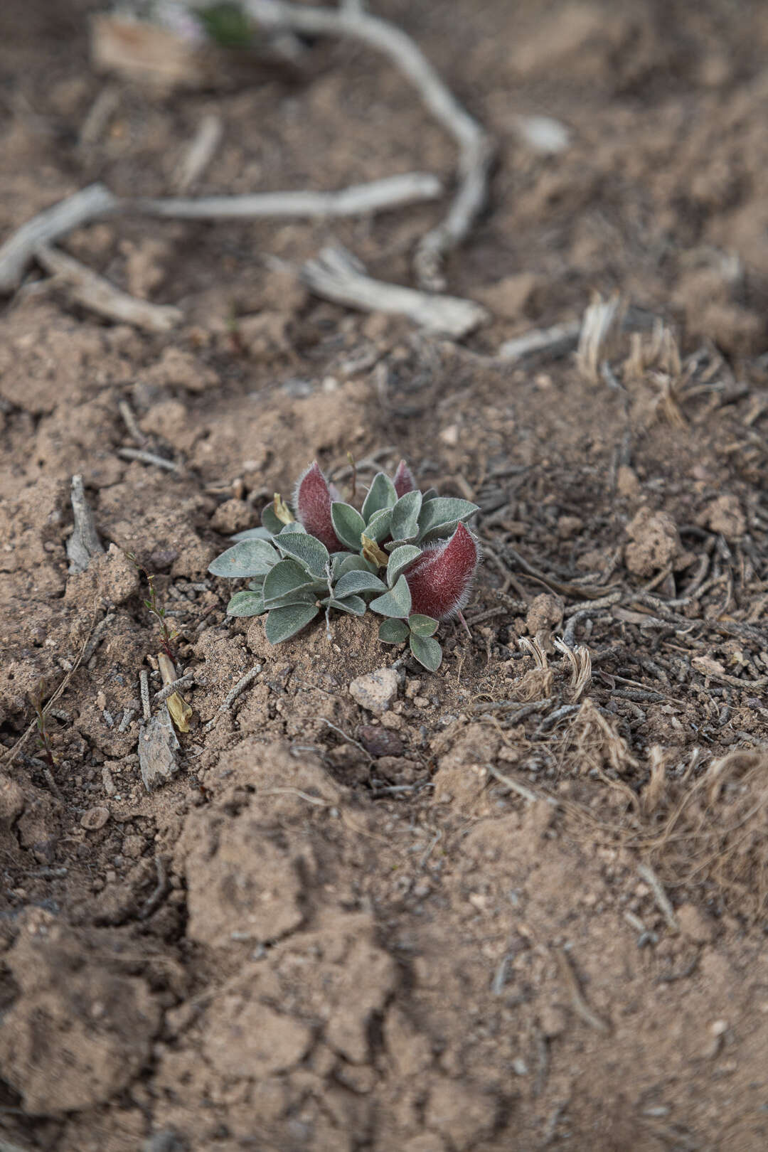 صورة Astragalus loanus Barneby