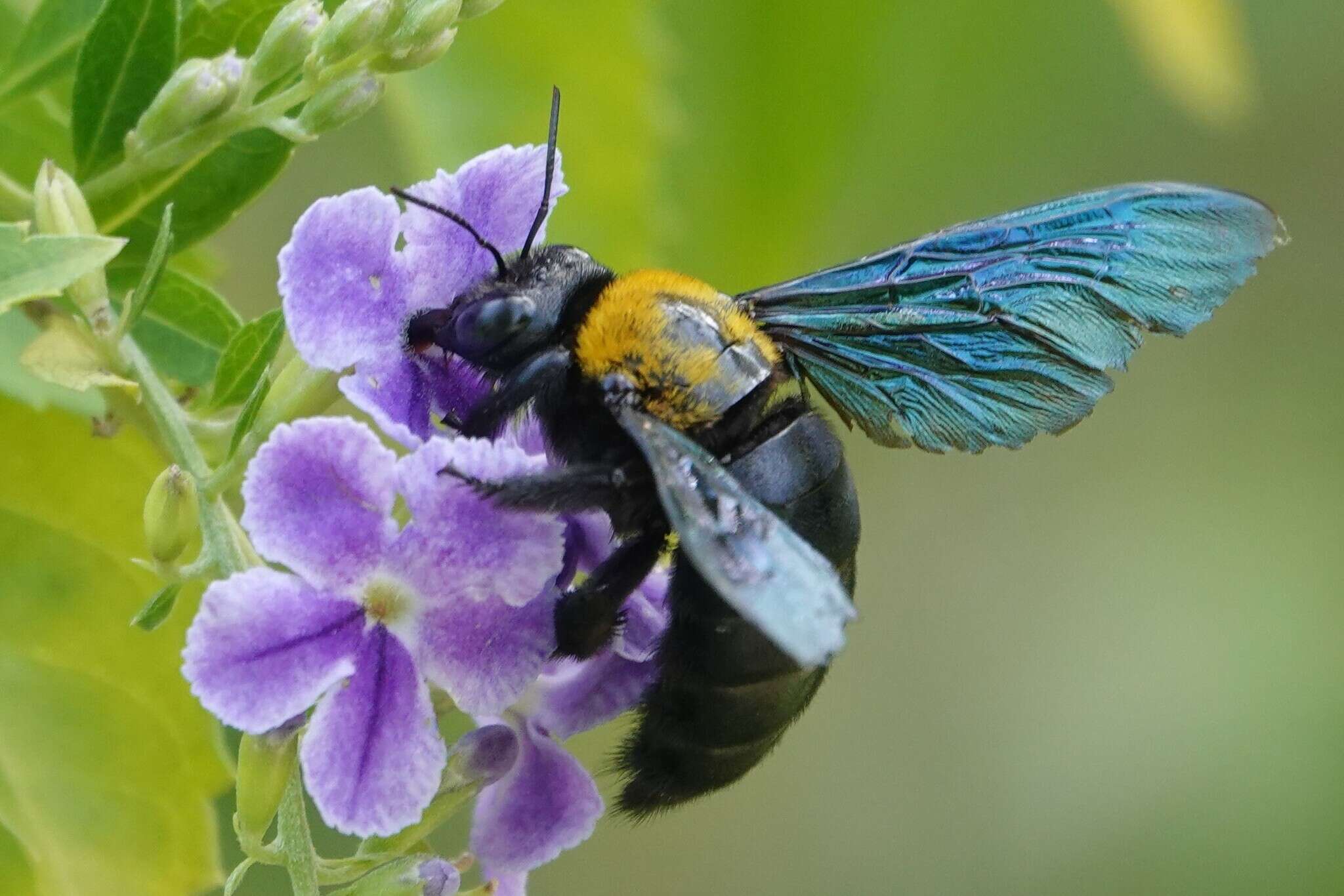 Imagem de Xylocopa flavonigrescens Smith 1854