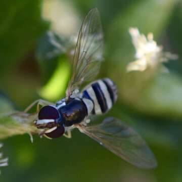 Image of Syrphid fly