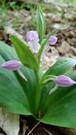 Plancia ëd Galearis spectabilis (L.) Raf.