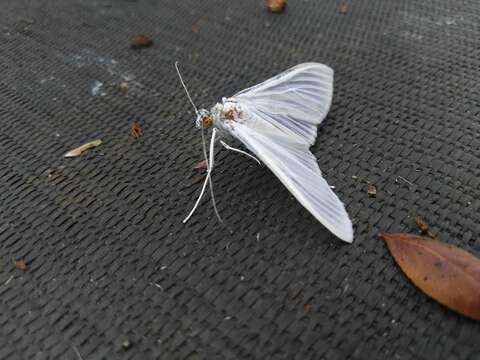 Image of Satin White Moth