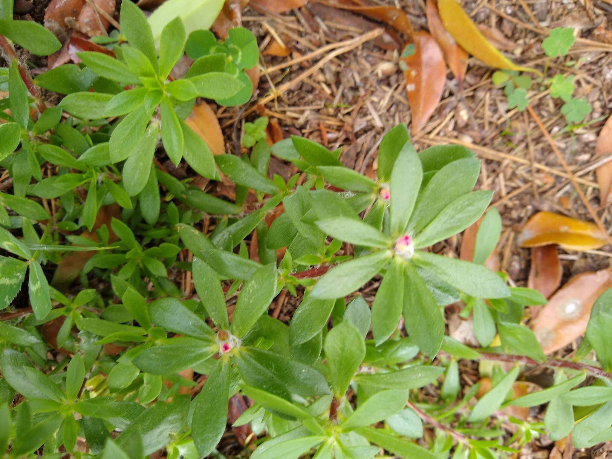 Image of Paraguayan purslane