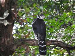 Image of Collared Forest Falcon