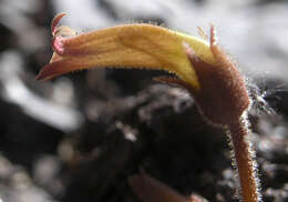 Image of clustered broomrape