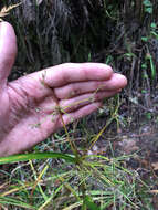 Image of panicled bulrush