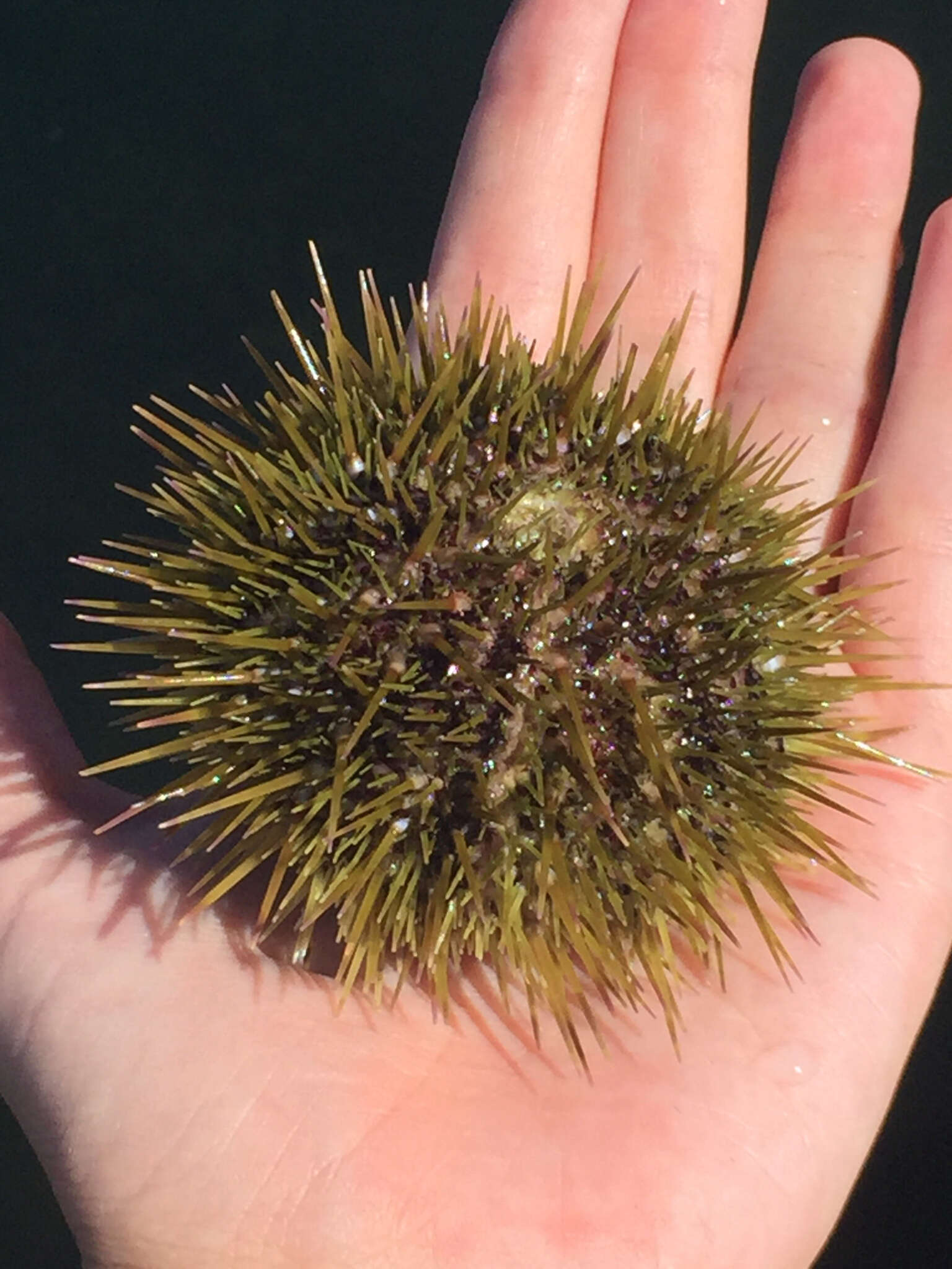 Image of green sea urchin