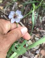 Image of Alophia silvestris (Loes.) Goldblatt