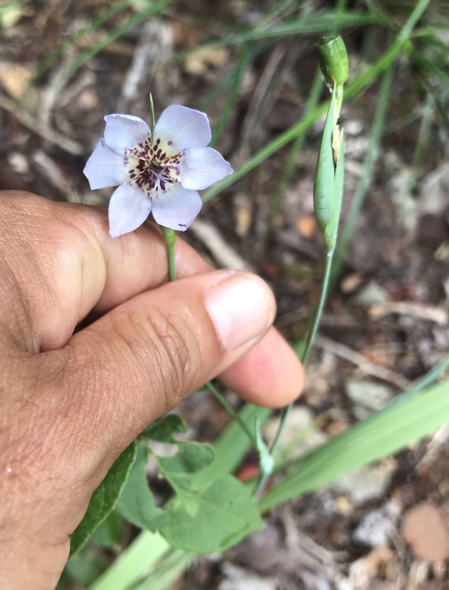 Image of Alophia silvestris (Loes.) Goldblatt