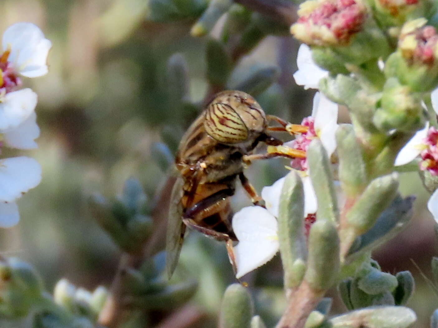 صورة Eristalinus barclayi (Bezzi 1915)