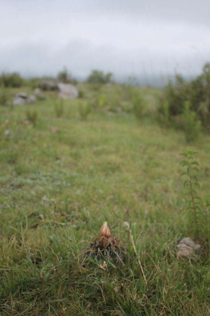 Image of Coryphantha georgii Boed.