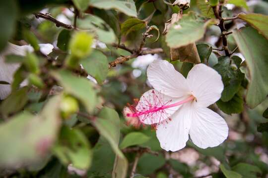 Image of white Kauai rosemallow