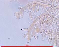 Plancia ëd Neurospora sitophila Shear & B. O. Dodge 1927