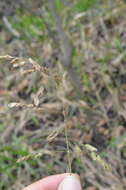 Image of Catchfly Grass