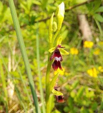 Image of Fly orchid