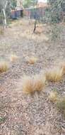 Image of serrated tussock