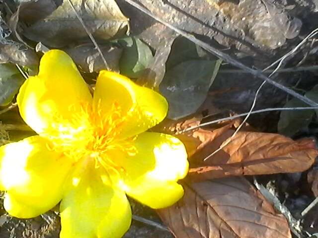 Imagem de Cochlospermum vitifolium (Willd.) Spreng.