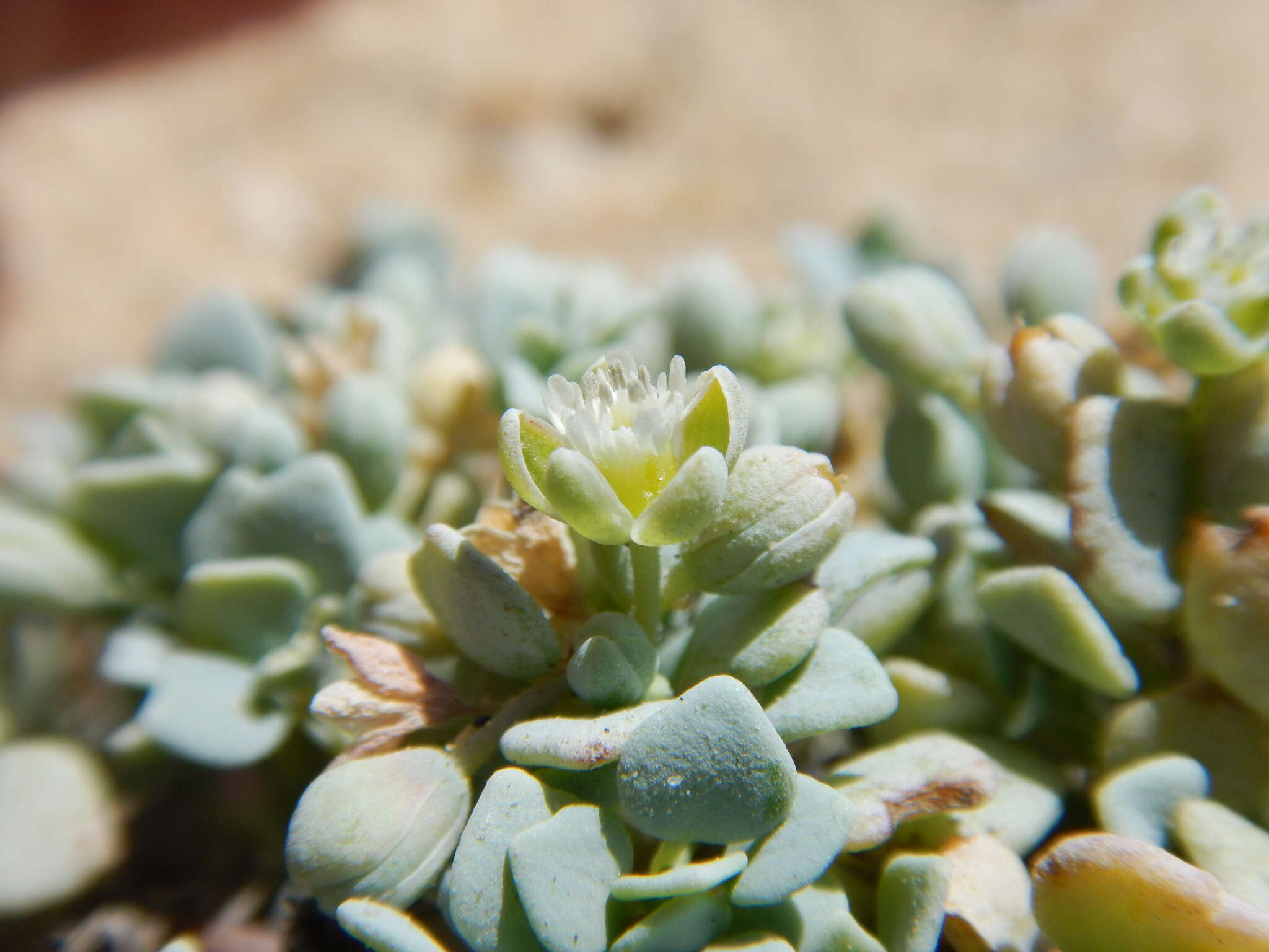 Image of Drymaria holosteoides var. crassifolia (Benth.) J. R. Duke