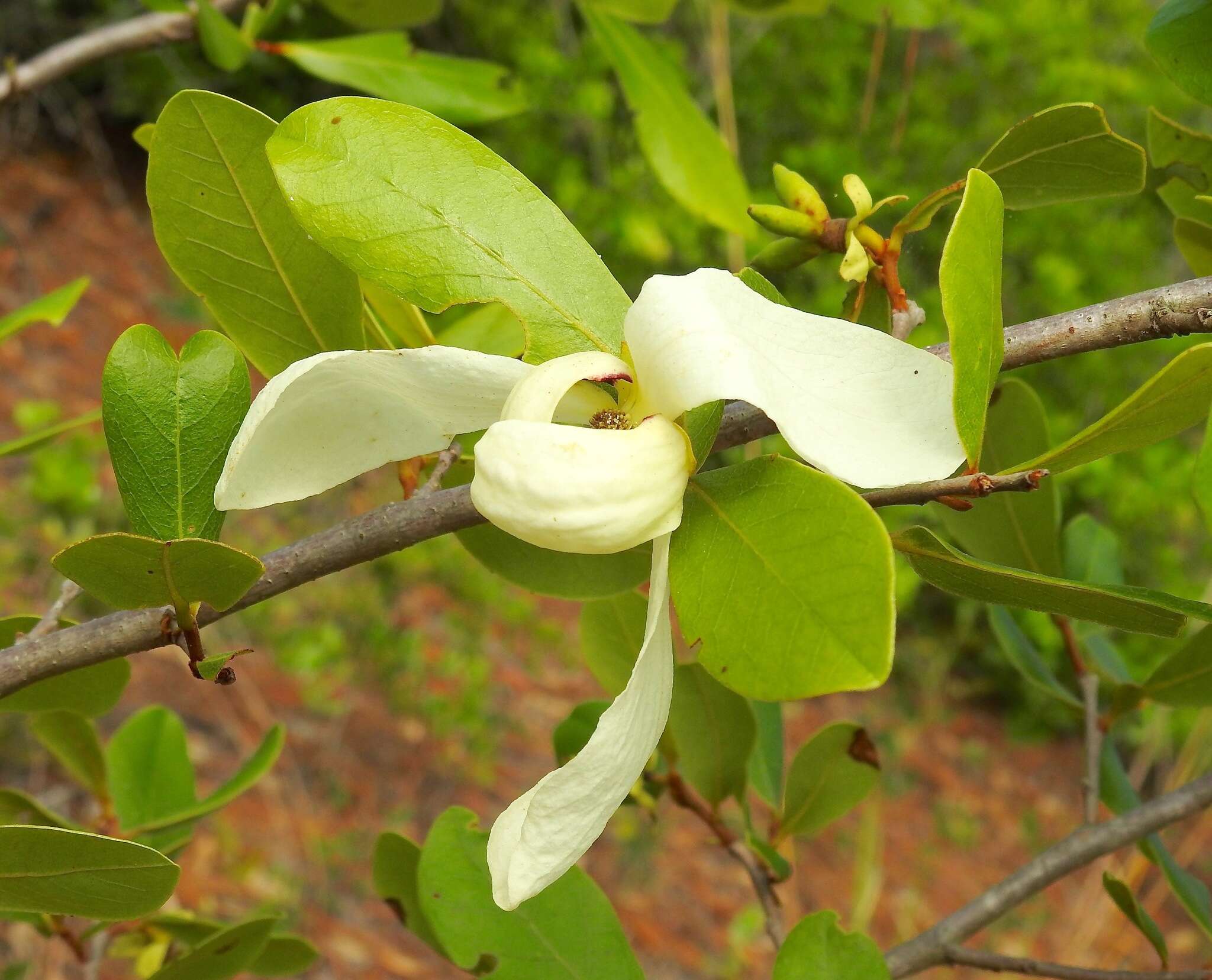 Image of bigflower pawpaw