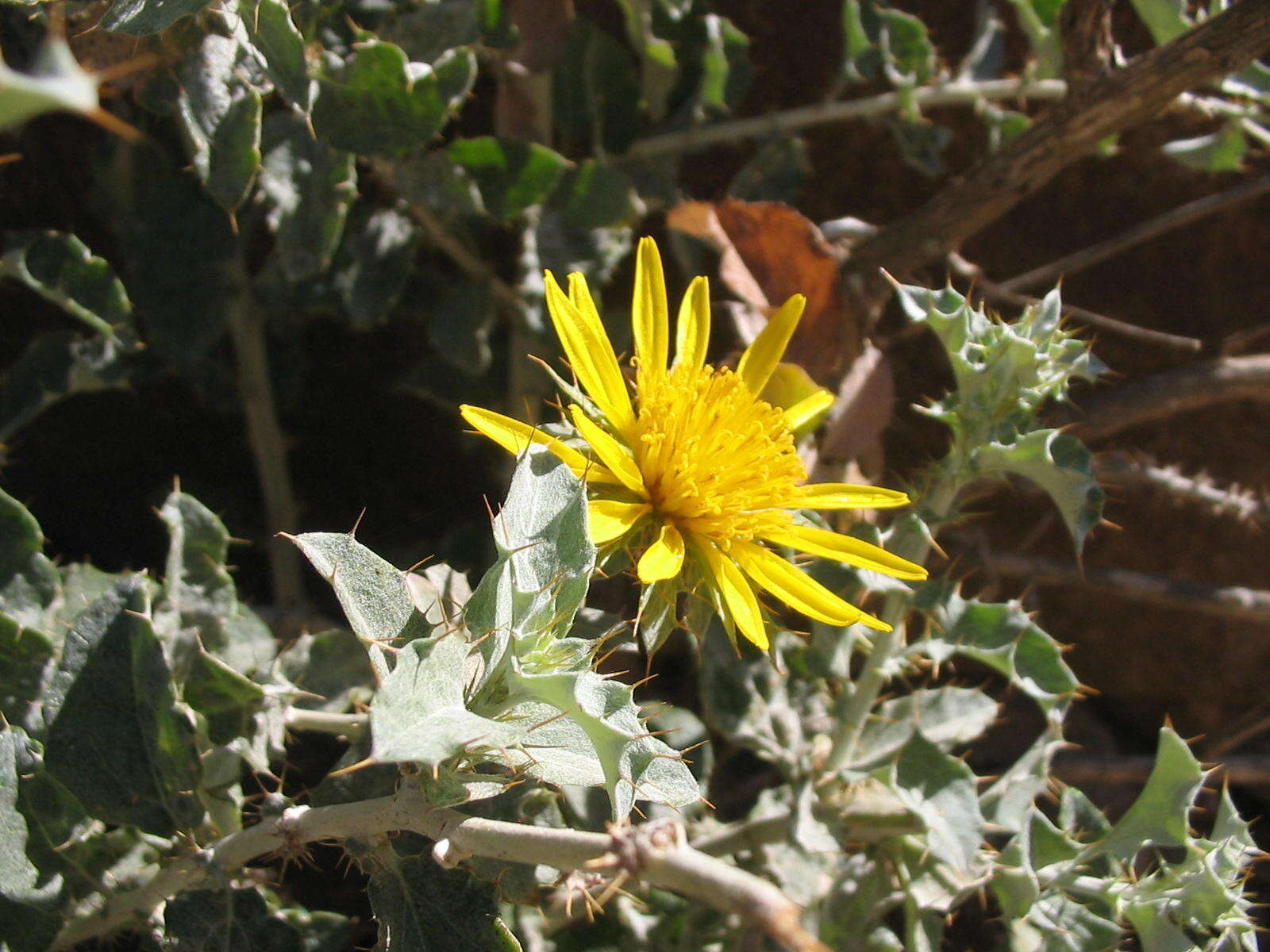 Image of Berkheya fruticosa (L.) Ehrh.