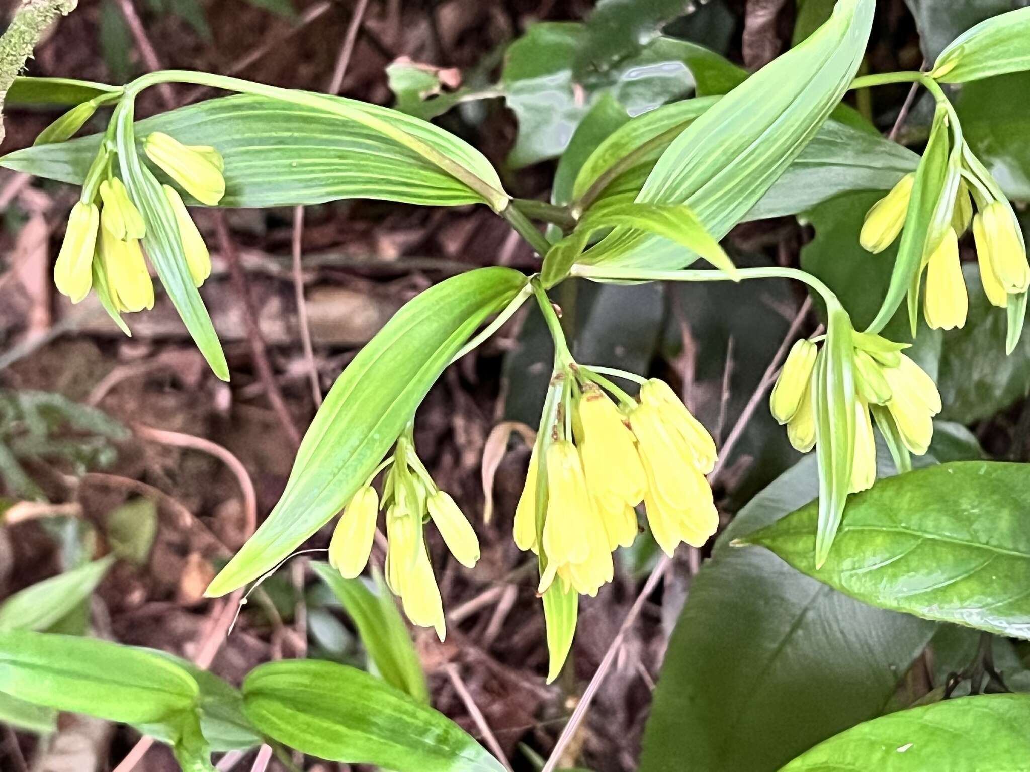 Image of Disporum shimadae Hayata