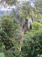 Image of Pumbo wax palm