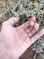 Image of Atriplex glauca subsp. ifniensis (Caball.) S. Rivas-Martínez et al.