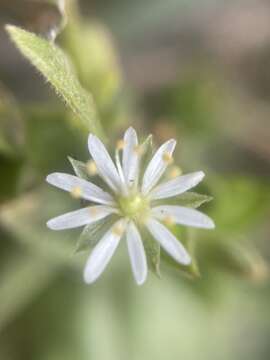 Image of beach starwort