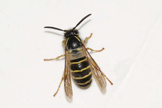 Image of Northern Aerial Yellowjacket