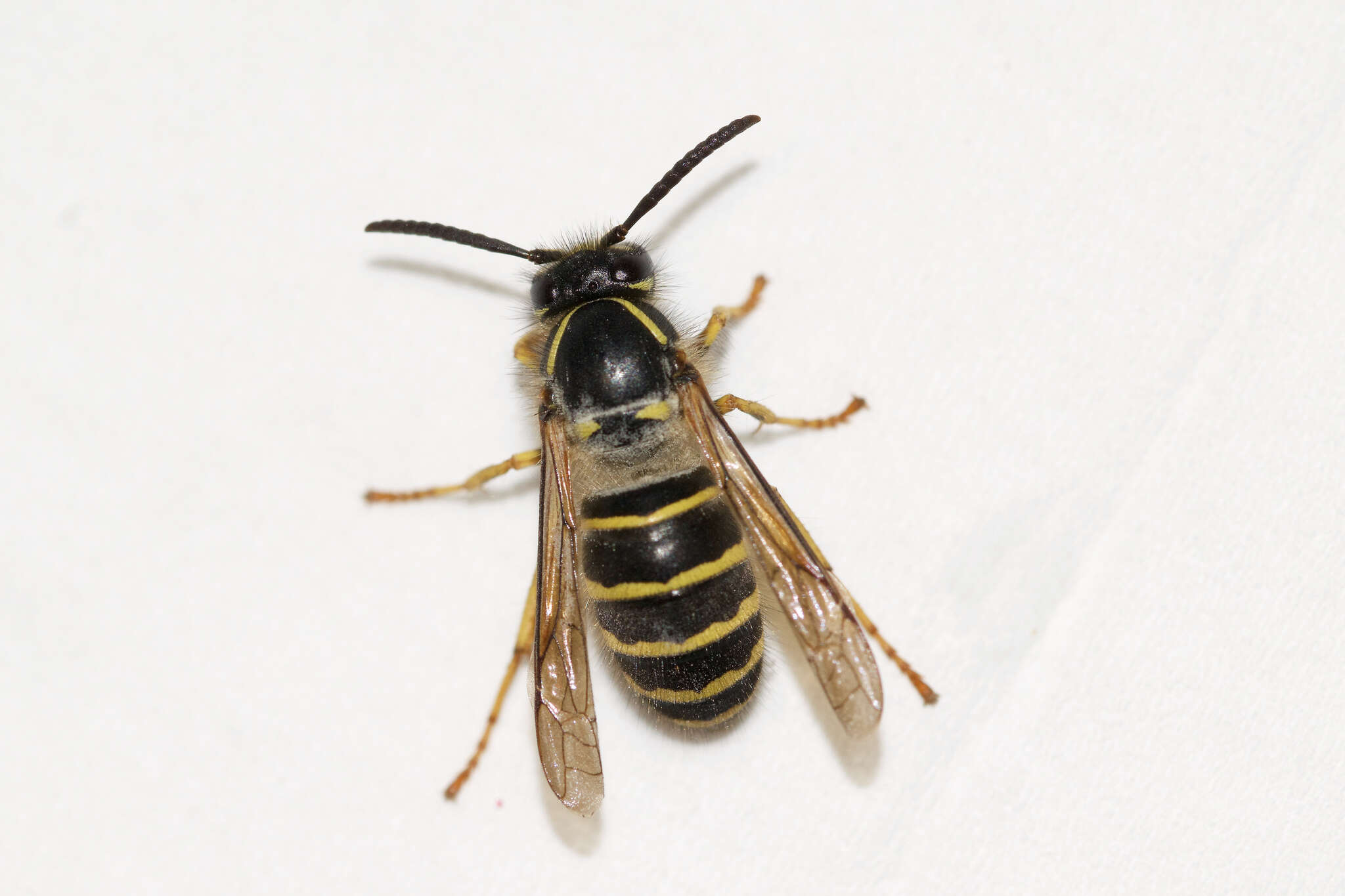 Image de Dolichovespula norvegicoides (Sladen 1918)