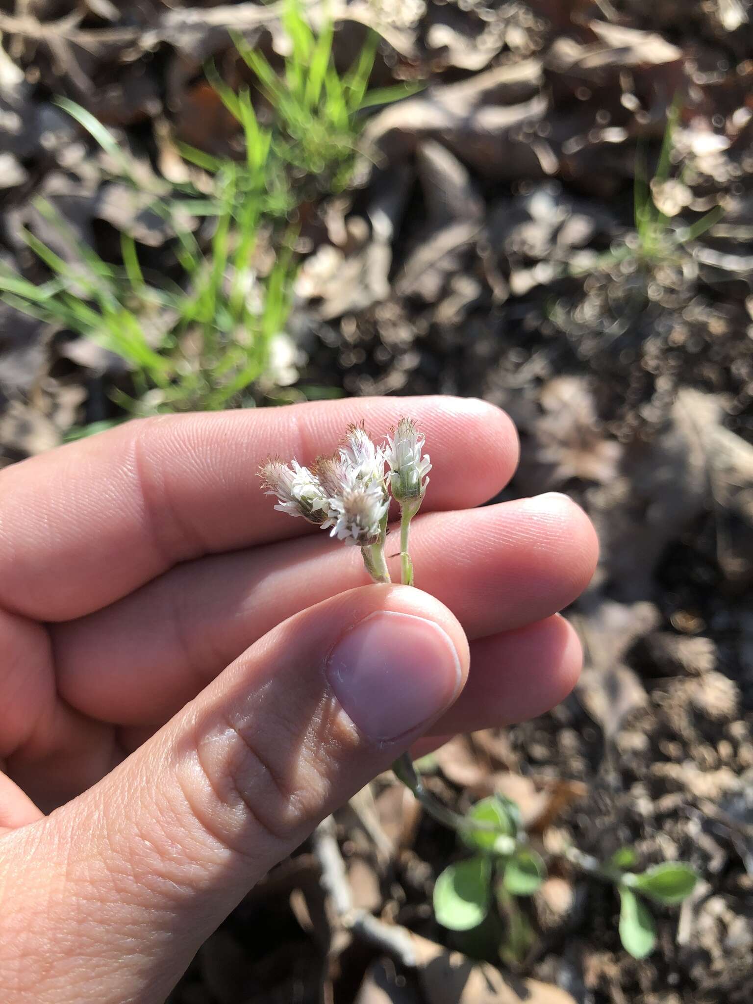 Imagem de Antennaria parlinii Fern.