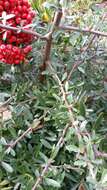 Слика од Pyracantha fortuneana (Maxim.) H. L. Li