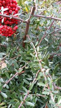 Image de Pyracantha fortuneana (Maxim.) H. L. Li