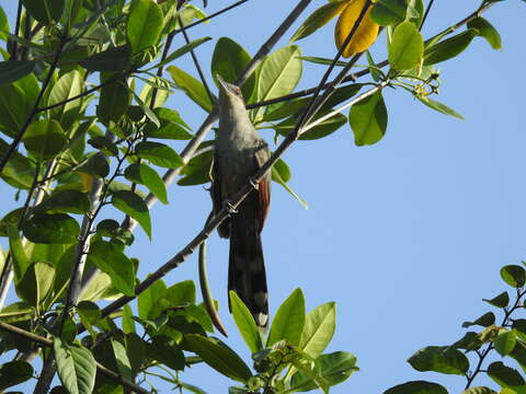 Image of Hispaniolan Lizard Cuckoo