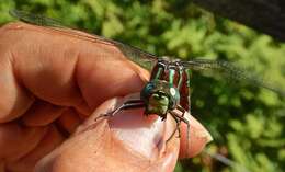 Image of Black-tipped Darner