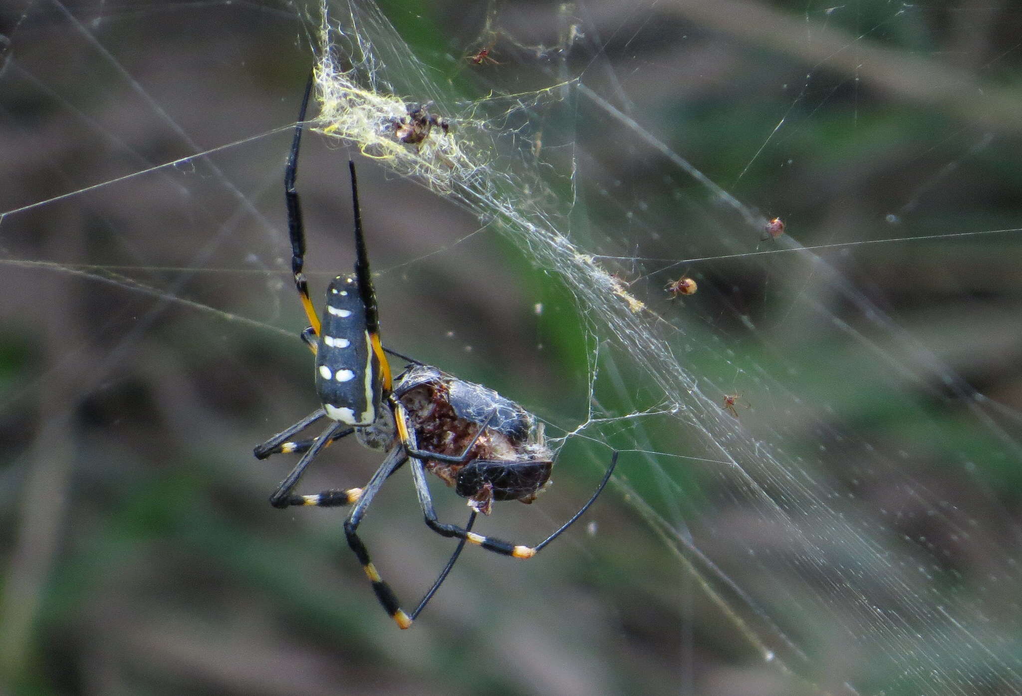 صورة Trichonephila senegalensis (Walckenaer 1841)