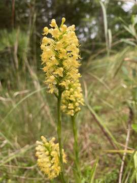 Image of fringed orchid