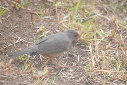 Image of Karoo Thrush