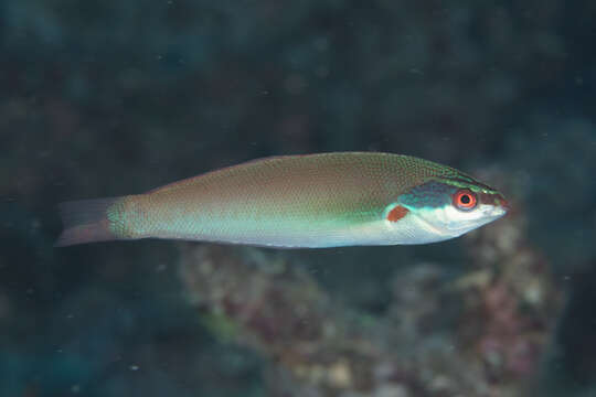 Image of Japanese wrasse