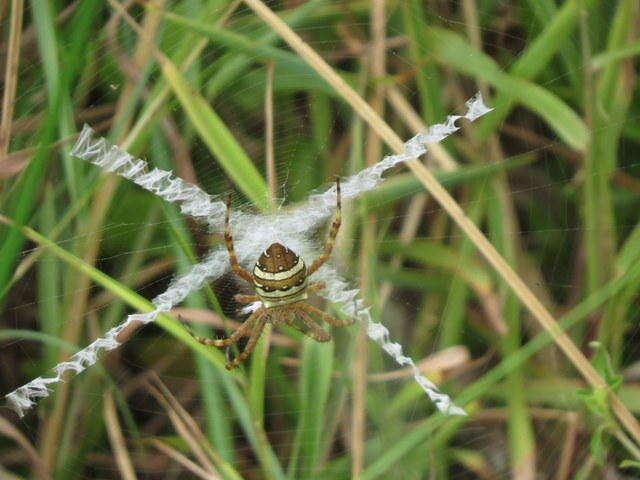 Image of Argiope aurocincta Pocock 1898