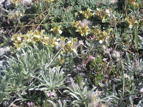 Image of Teucrium montanum subsp. montanum