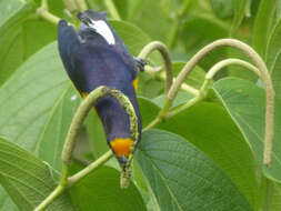 Euphonia violacea (Linnaeus 1758)的圖片