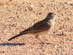 Image of Certhilauda subcoronata bradshawi (Sharpe 1904)