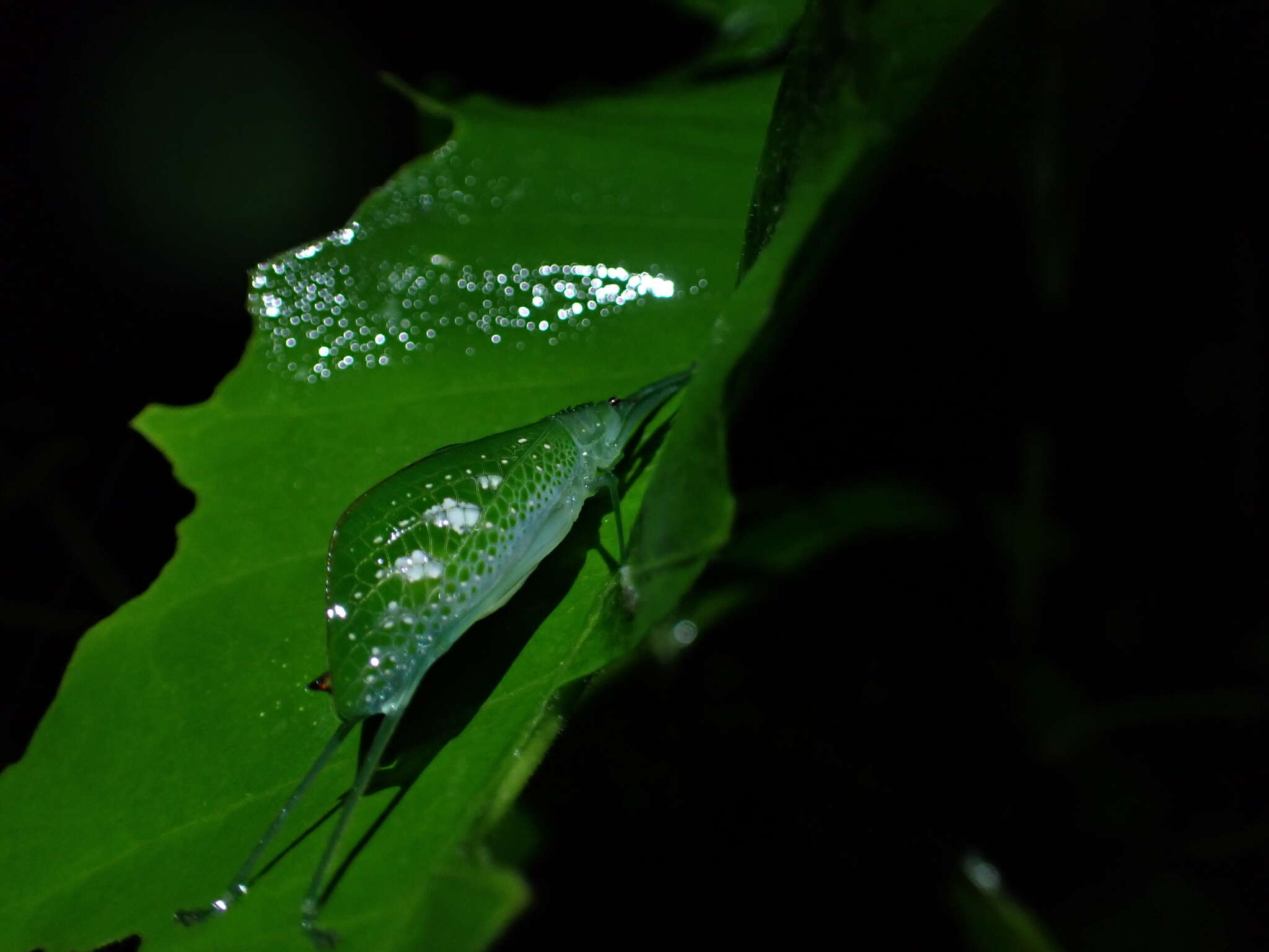 Image of Chloracantha angularis Rentz, D. C. F., Y. Su & Ueshima 2015