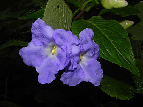 Image of Strobilanthes callosa Wall. ex Nees