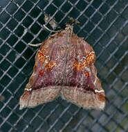 Clydonopteron resmi