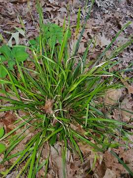 Image de Scleria oligantha Michx.